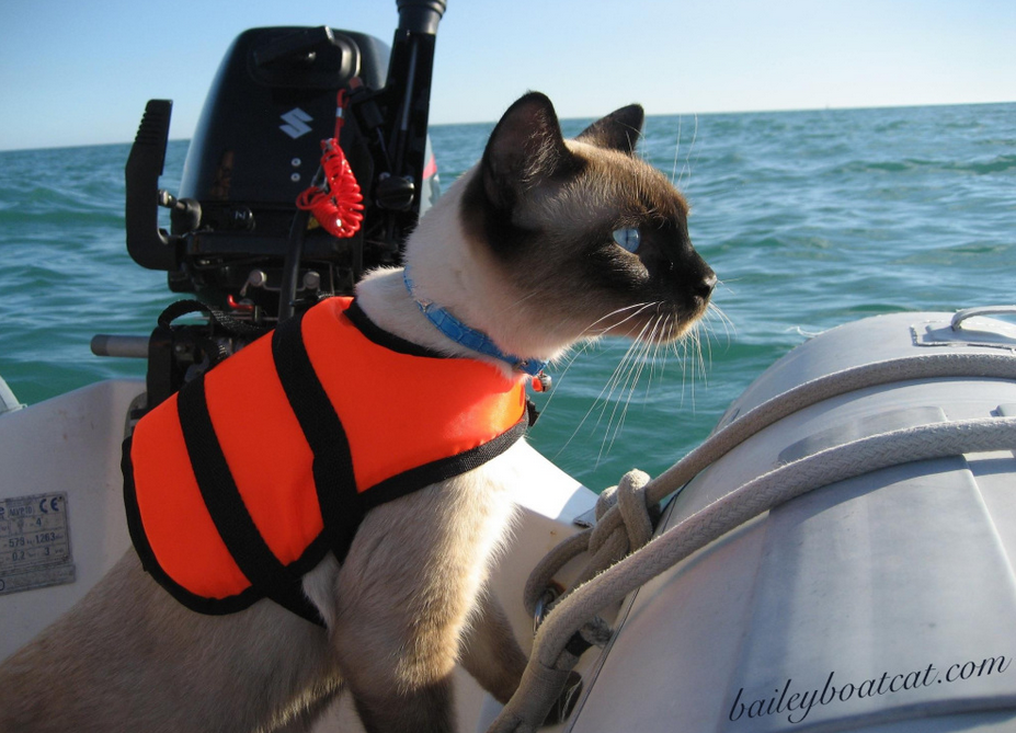 Bailey Boat Cat: an unusual epoxy user